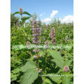 Agastache rugosa extract